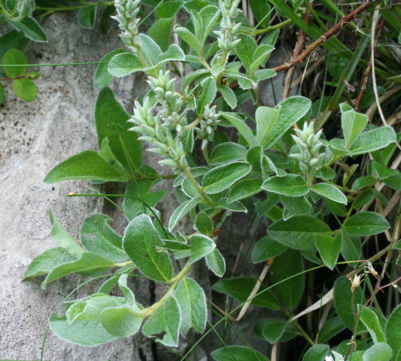 Salix pyrenaica